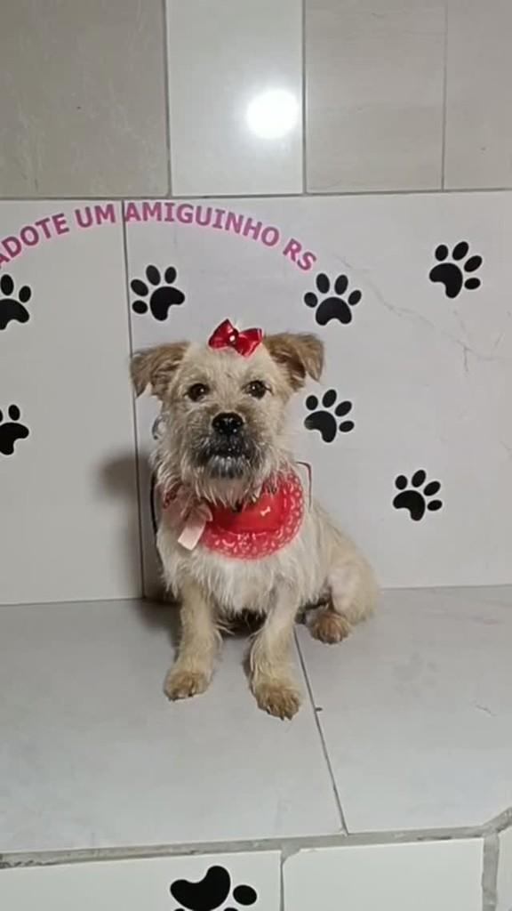 Dany, cadela de porte pequeno para adoção em Porto Alegre - RS