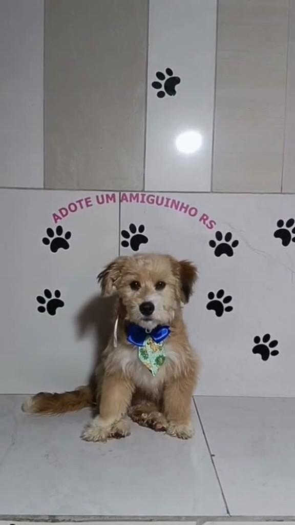 Billy, cachorro de porte pequeno para adoção em Porto Alegre - RS