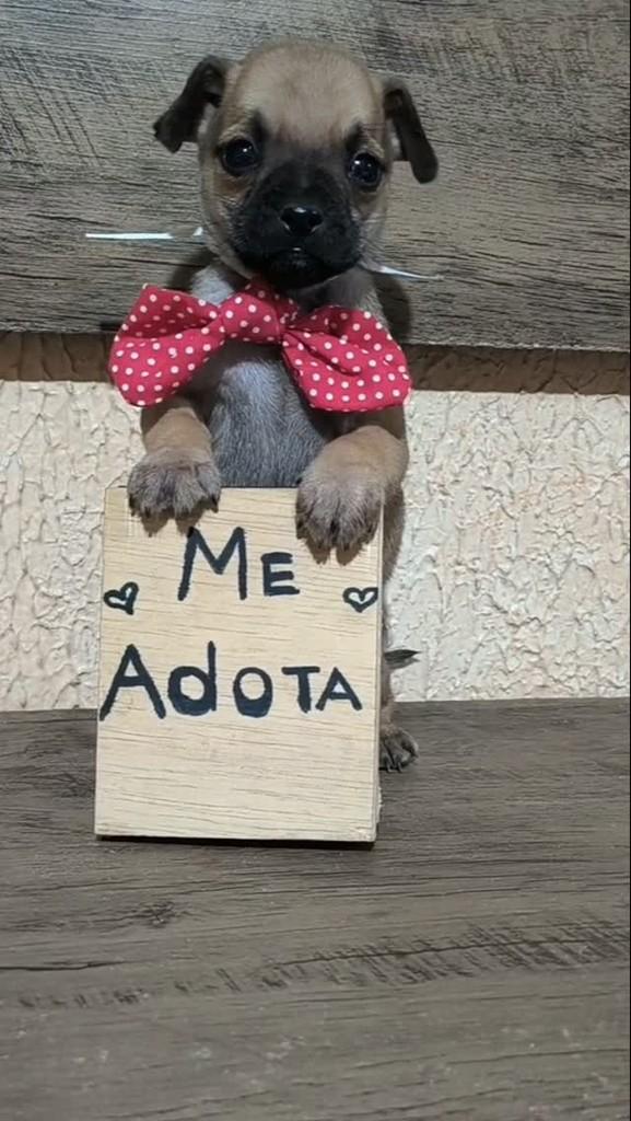 Kael, cachorro de porte pequeno para adoção em Porto Alegre - RS
