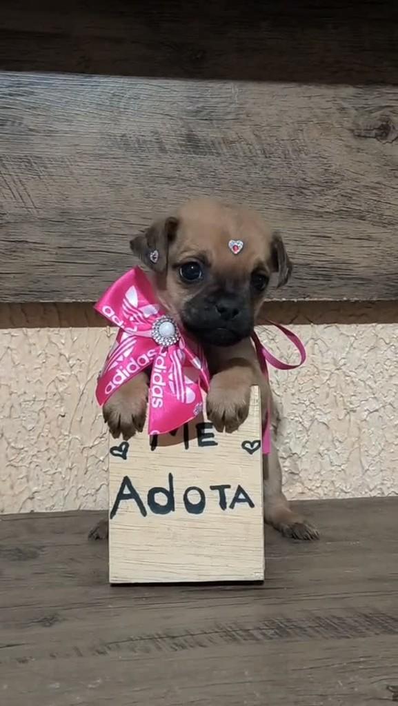 Cora, cadela de porte pequeno para adoção em Porto Alegre - RS