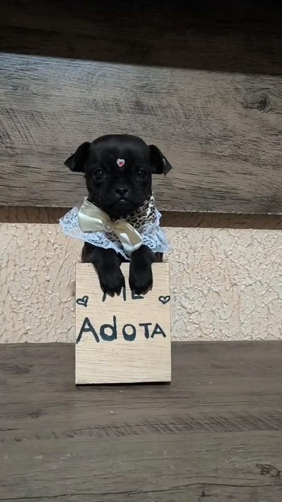 Mila, cadela de porte pequeno para adoção em Porto Alegre - RS