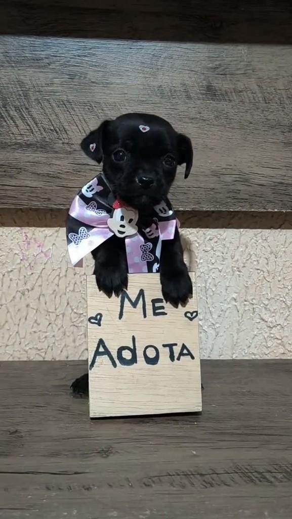 Ella, cadela de porte pequeno para adoção em Porto Alegre - RS