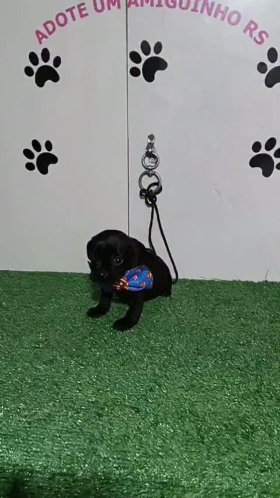 Zion, cachorro de porte pequeno para adoção em Porto Alegre - RS