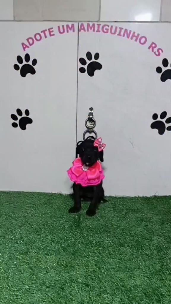 Melina, cadela de porte pequeno para adoção em Porto Alegre - RS