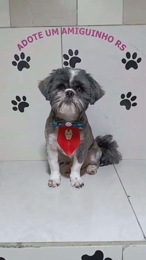 Joaquim, cachorro de porte pequeno para adoção em Porto Alegre - RS