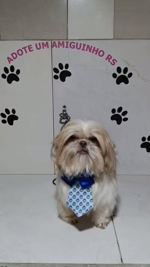 Pingo, cachorro de porte pequeno para adoção em Porto Alegre - RS