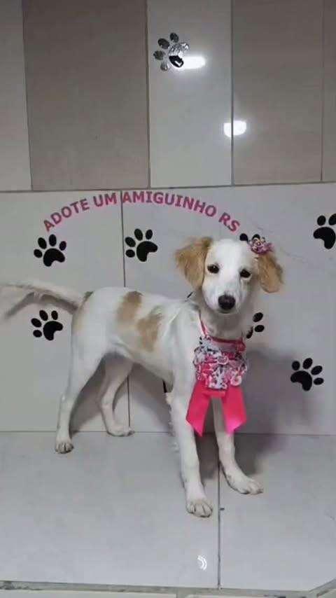 Mônica, cadela de porte médio para adoção em Porto Alegre - RS