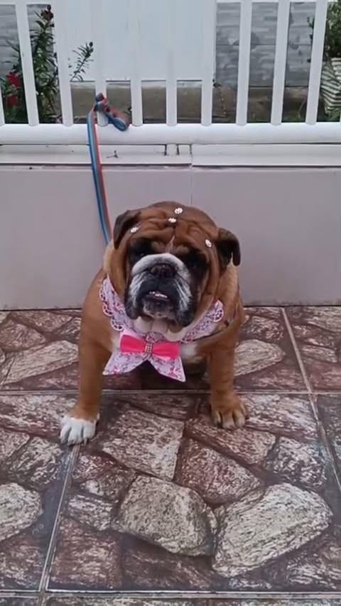 Budy, cadela de porte médio para adoção em Porto Alegre - RS