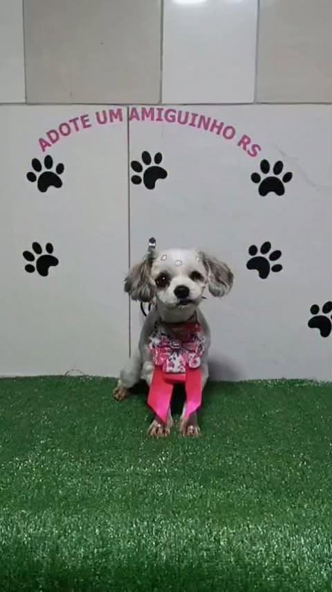 Alana, cadela de porte pequeno para adoção em Porto Alegre - RS