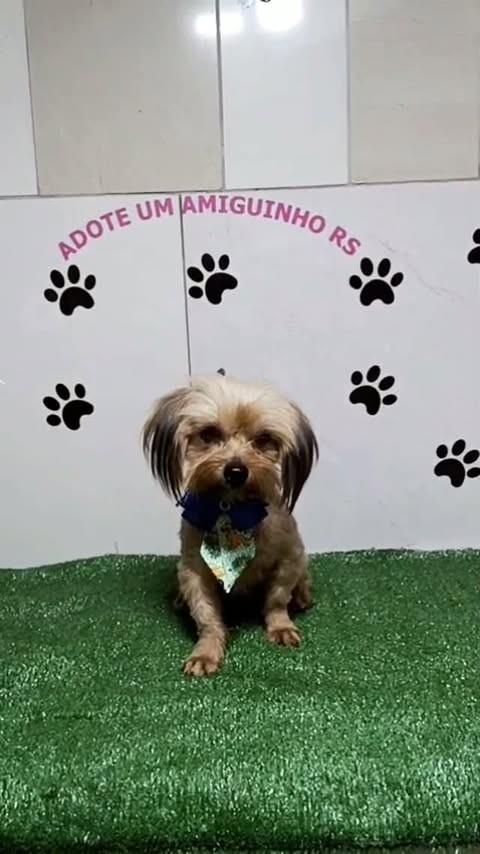 Mike, cachorro de porte pequeno para adoção em Porto Alegre - RS