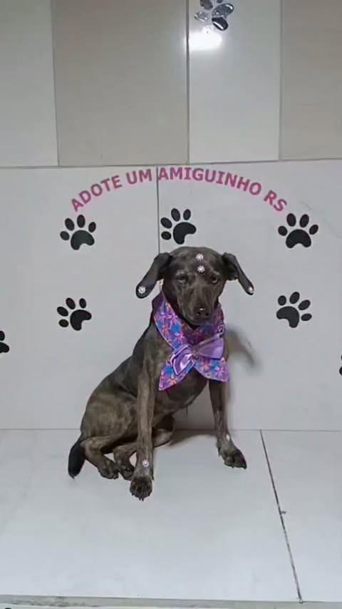 Tigresa, cadela de porte médio para adoção em Porto Alegre - RS