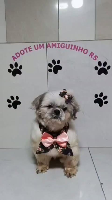 Zahara, cadela de porte pequeno para adoção em Porto Alegre - RS
