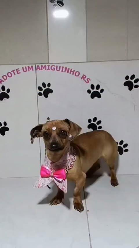Jojo, cadela de porte pequeno para adoção em Porto Alegre - RS