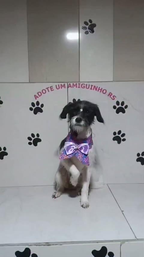 Anabel, cadela de porte pequeno para adoção em Porto Alegre - RS