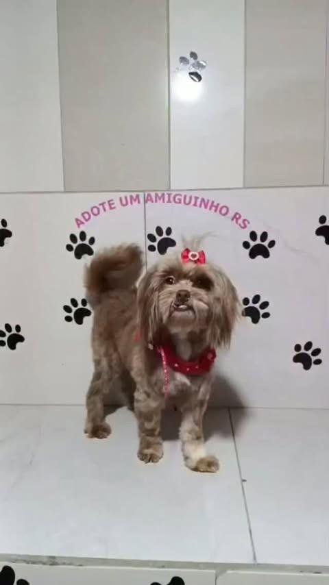 Livia, cadela de porte pequeno para adoção em Porto Alegre - RS