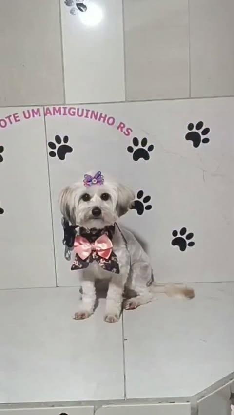 Malissa, cadela de porte pequeno para adoção em Porto Alegre - RS
