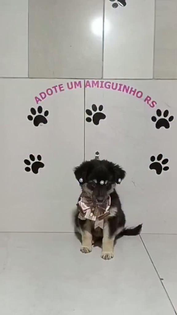 Princesa, cadela de porte médio para adoção em Porto Alegre - RS
