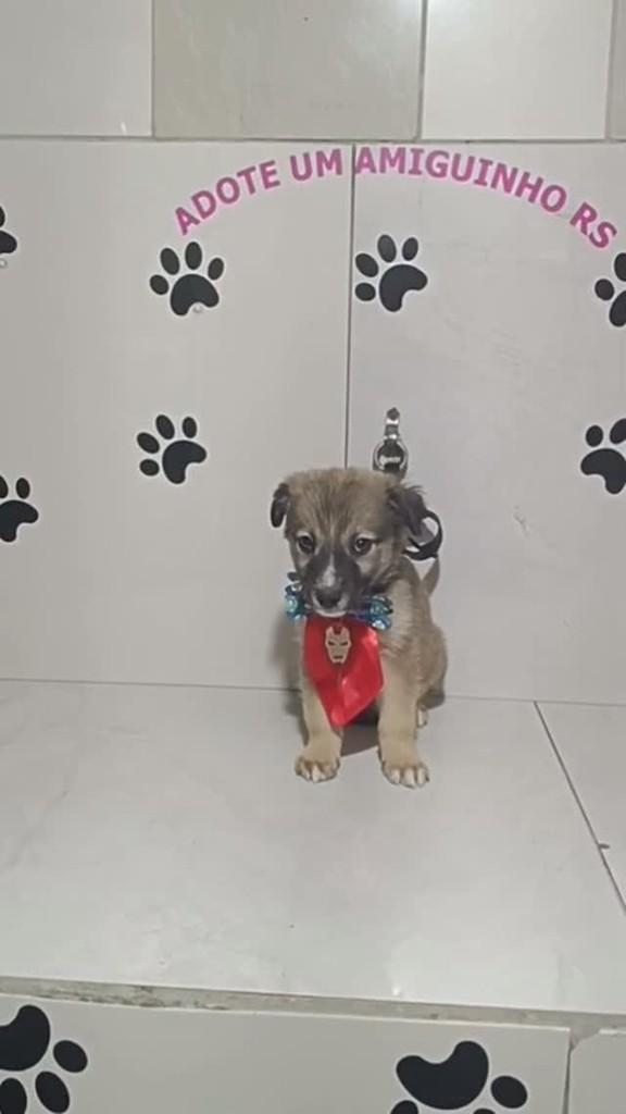 Pedro, cachorro de porte médio para adoção em Porto Alegre - RS