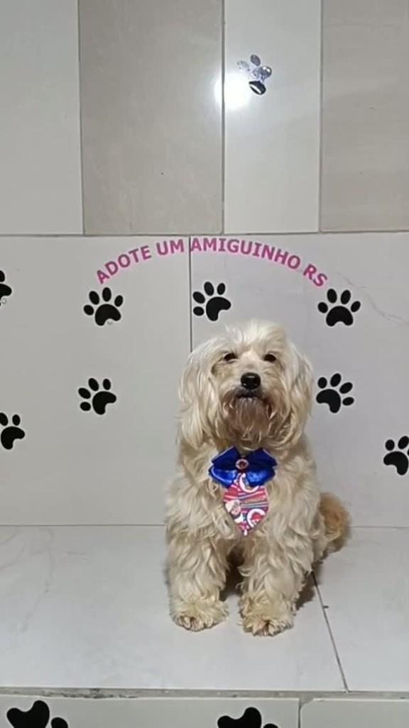 Nano, cachorro de porte pequeno para adoção em Porto Alegre - RS
