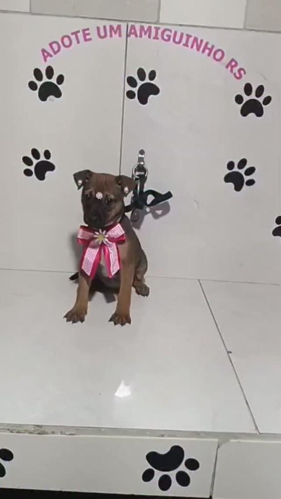 Estrela, cadela de porte pequeno para adoção em Porto Alegre - RS