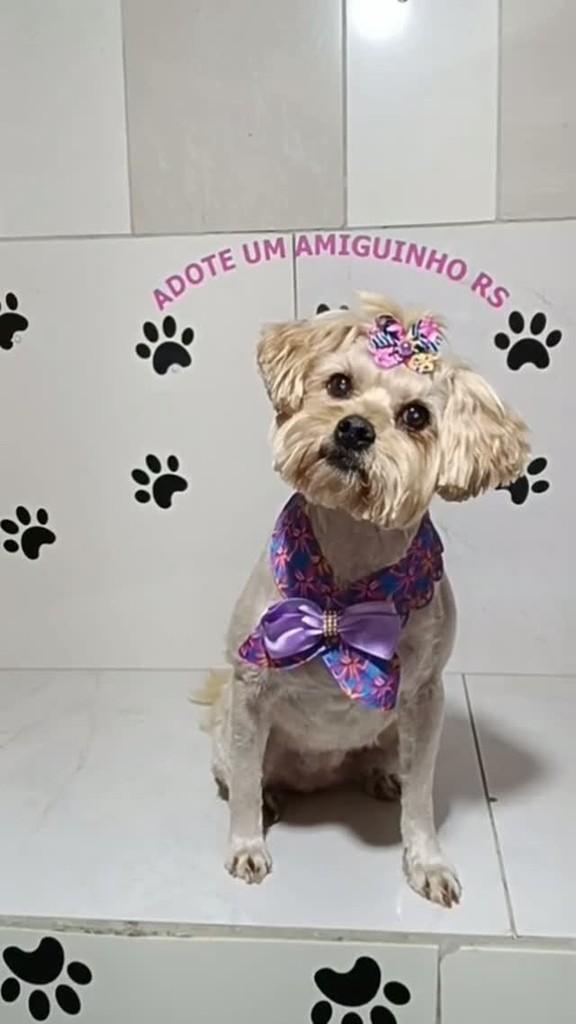 Linda, cadela de porte pequeno para adoção em Porto Alegre - RS