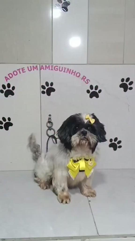 Ully, cadela de porte pequeno para adoção em Porto Alegre - RS