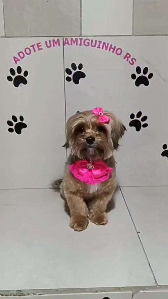 Gisele, cadela de porte pequeno para adoção em Porto Alegre - RS