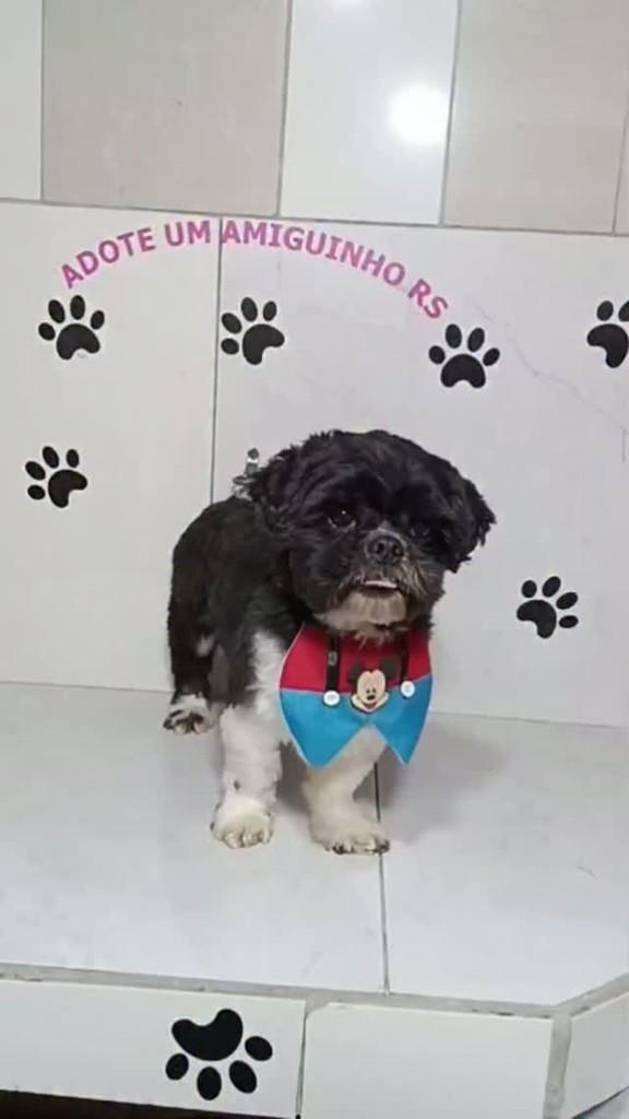 Thomas, cachorro de porte pequeno para adoção em Porto Alegre - RS