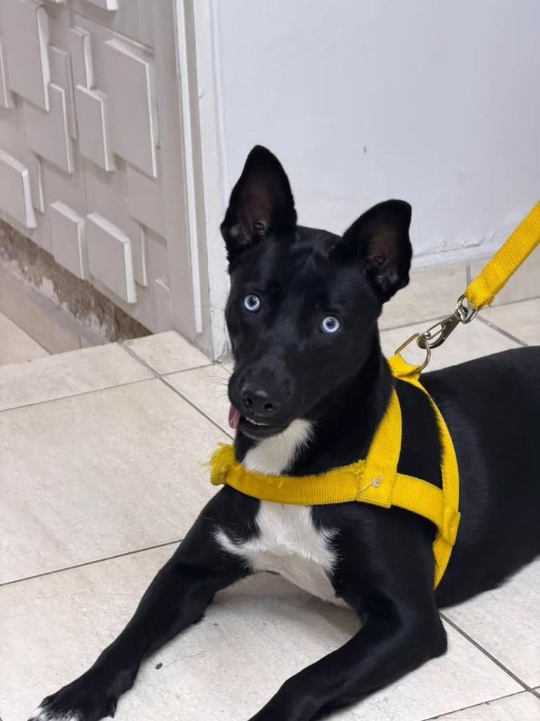 Mestiça Borde Collie e Husky, cadela de porte médio para adoção em Caruaru - PE