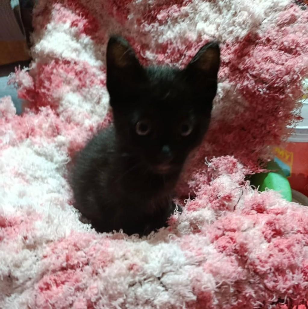 Brincalhona, gata de porte pequeno para adoção em Caruaru - PE
