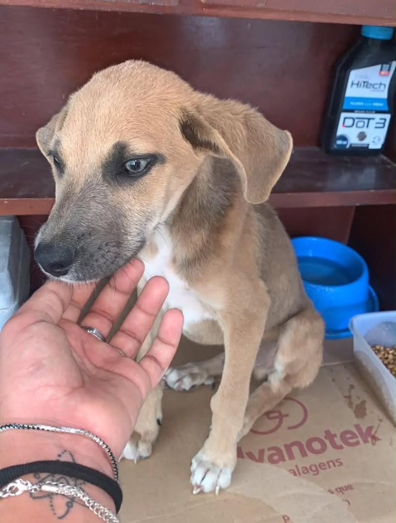 Isabely, cachorro de porte médio para adoção em Caruaru - PE
