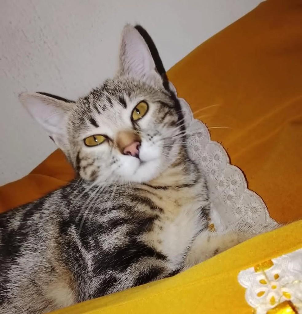 Mel, gata de porte pequeno para adoção em Caruaru - PE