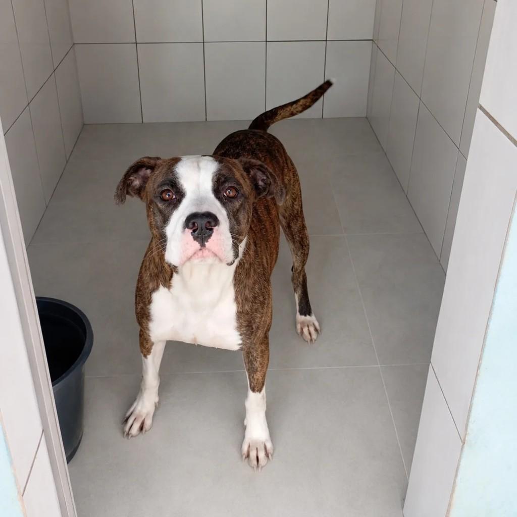 Trovão, cachorro de porte médio para adoção em Teresópolis - RJ