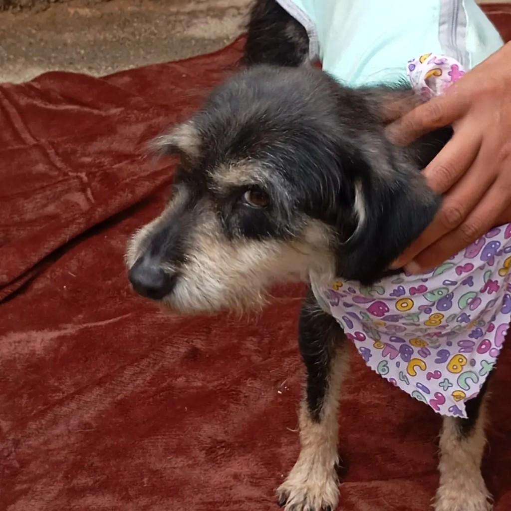Princesinha, cadela de porte médio para adoção em Teresópolis - RJ