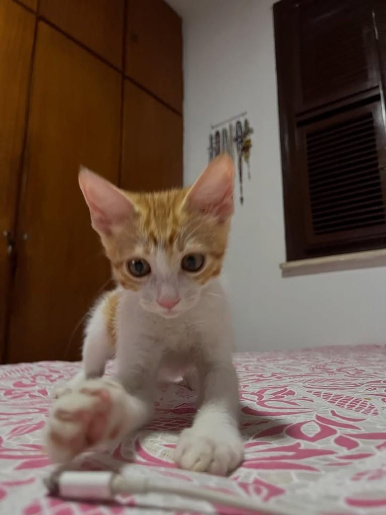 Nhonho, gato de porte pequeno para adoção em Fortaleza - CE