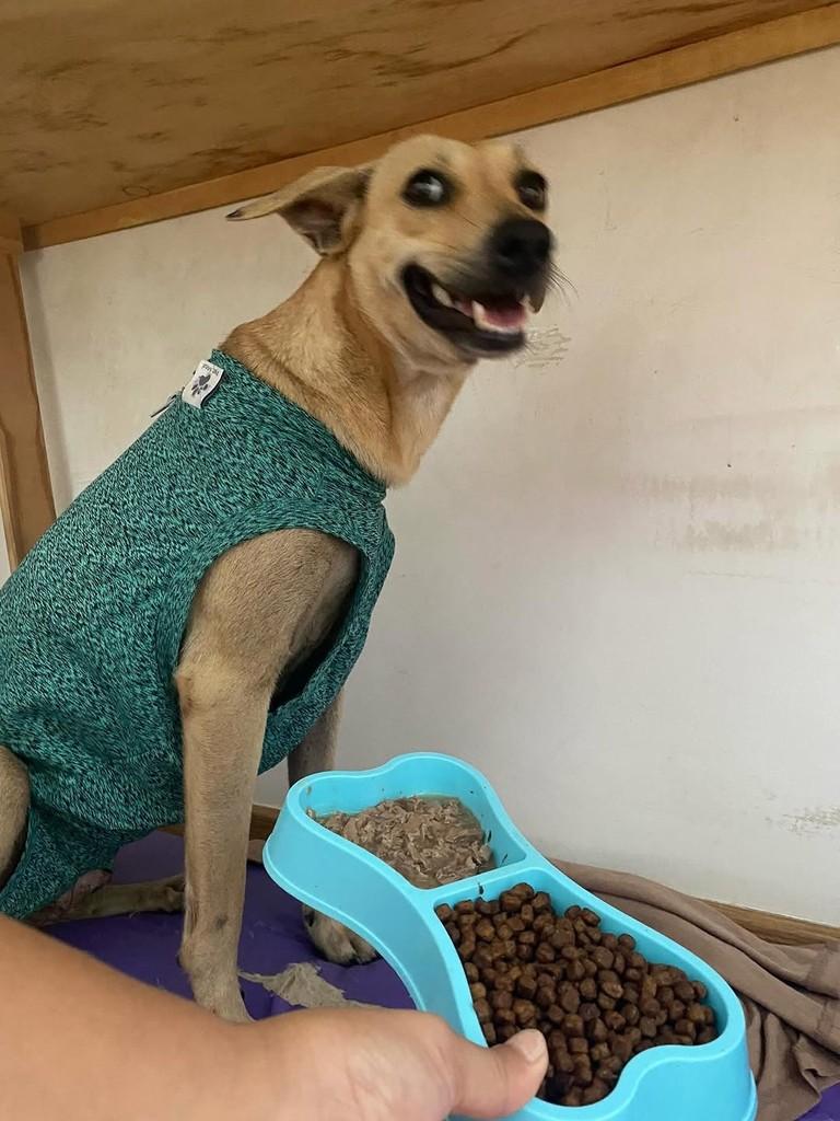 Melissa, cachorro de porte pequeno para adoção em Fortaleza - CE
