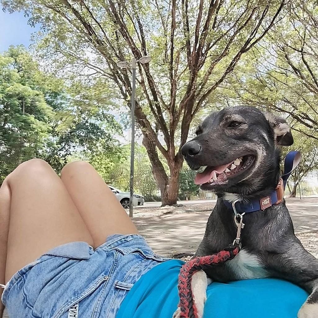 Bisteca, cachorro de porte médio para adoção em Fortaleza - CE