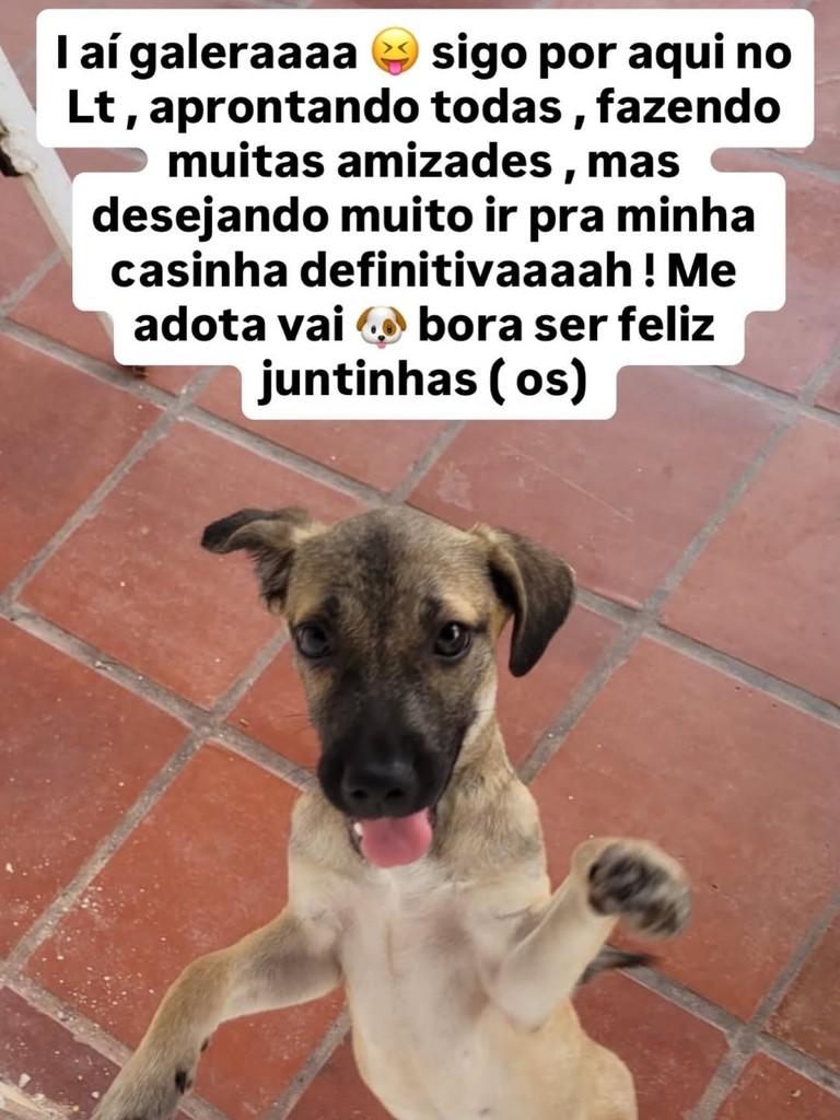 Heleninha, cachorro de porte pequeno para adoção em Fortaleza - CE
