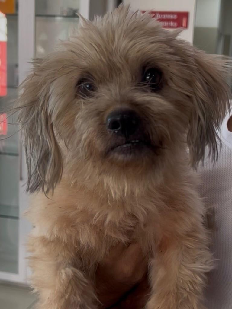 Marshmallow, cachorro de porte pequeno para adoção em Caucaia - CE