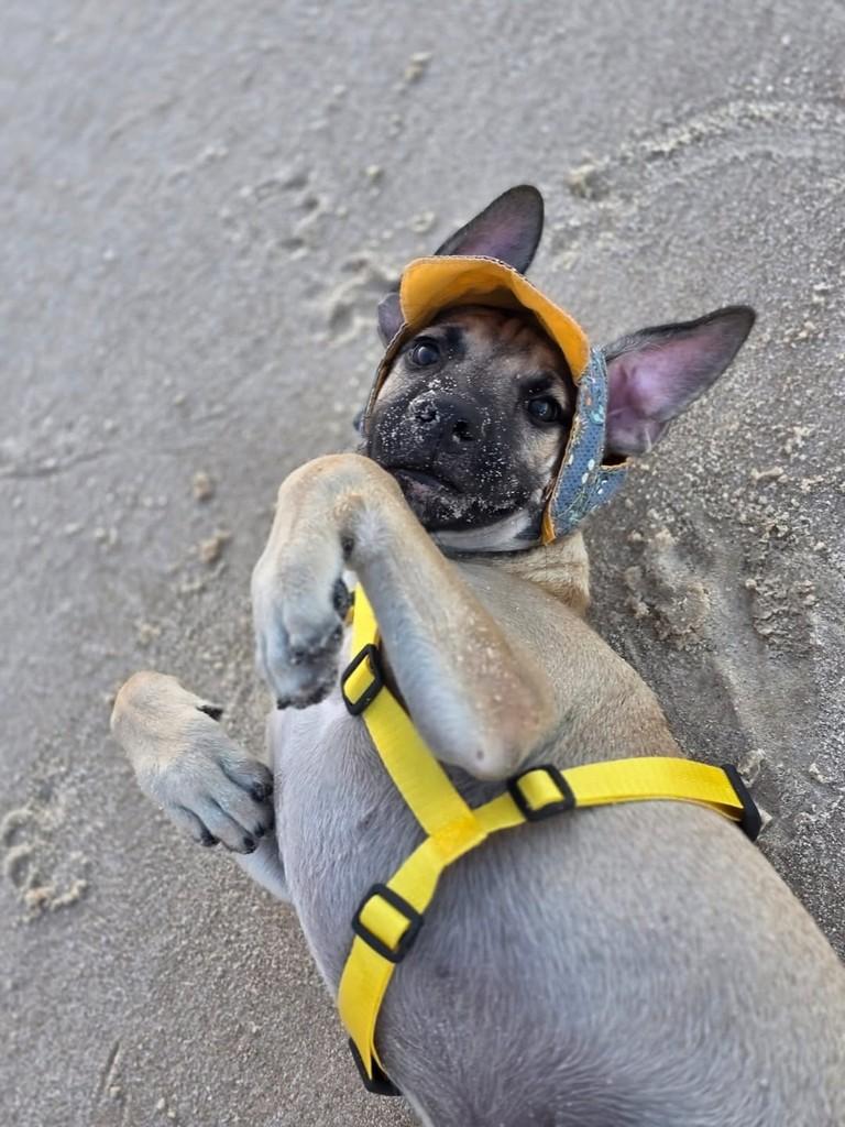 Nino, cachorro de porte médio para adoção em Fortaleza - CE