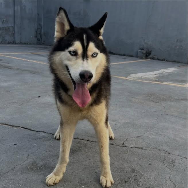 Phillip Louis, cachorro de porte médio para adoção em Fortaleza - CE