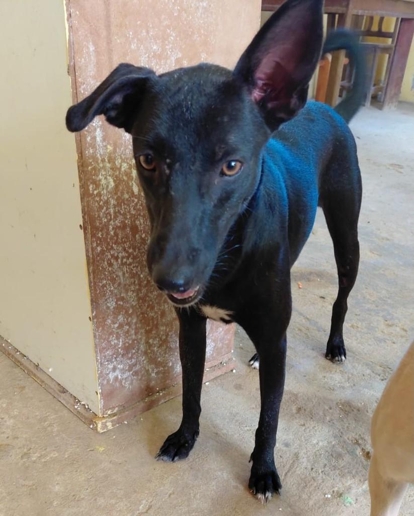 Menininho, cachorro de porte pequeno para adoção em Recife - PE