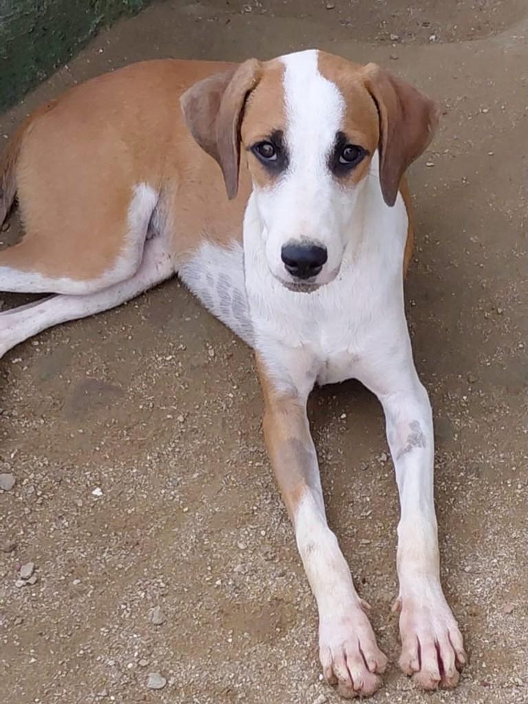 Antonio, cachorro de porte médio para adoção em Recife - PE