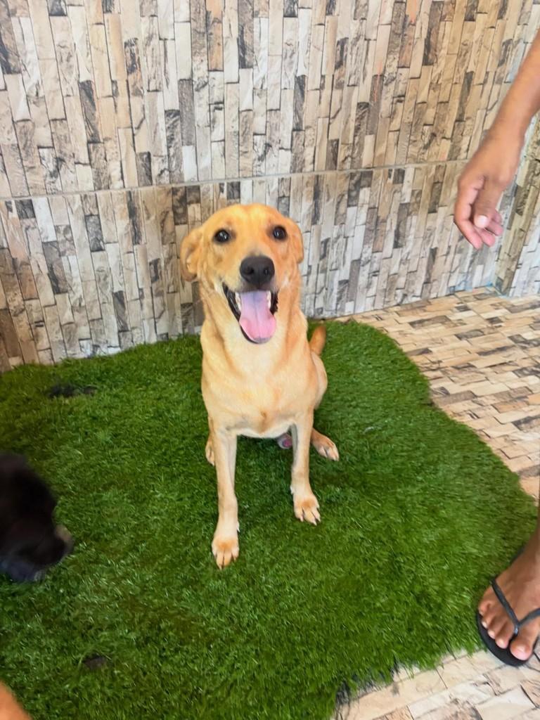 Poof, cachorro de porte médio para adoção em Recife - PE