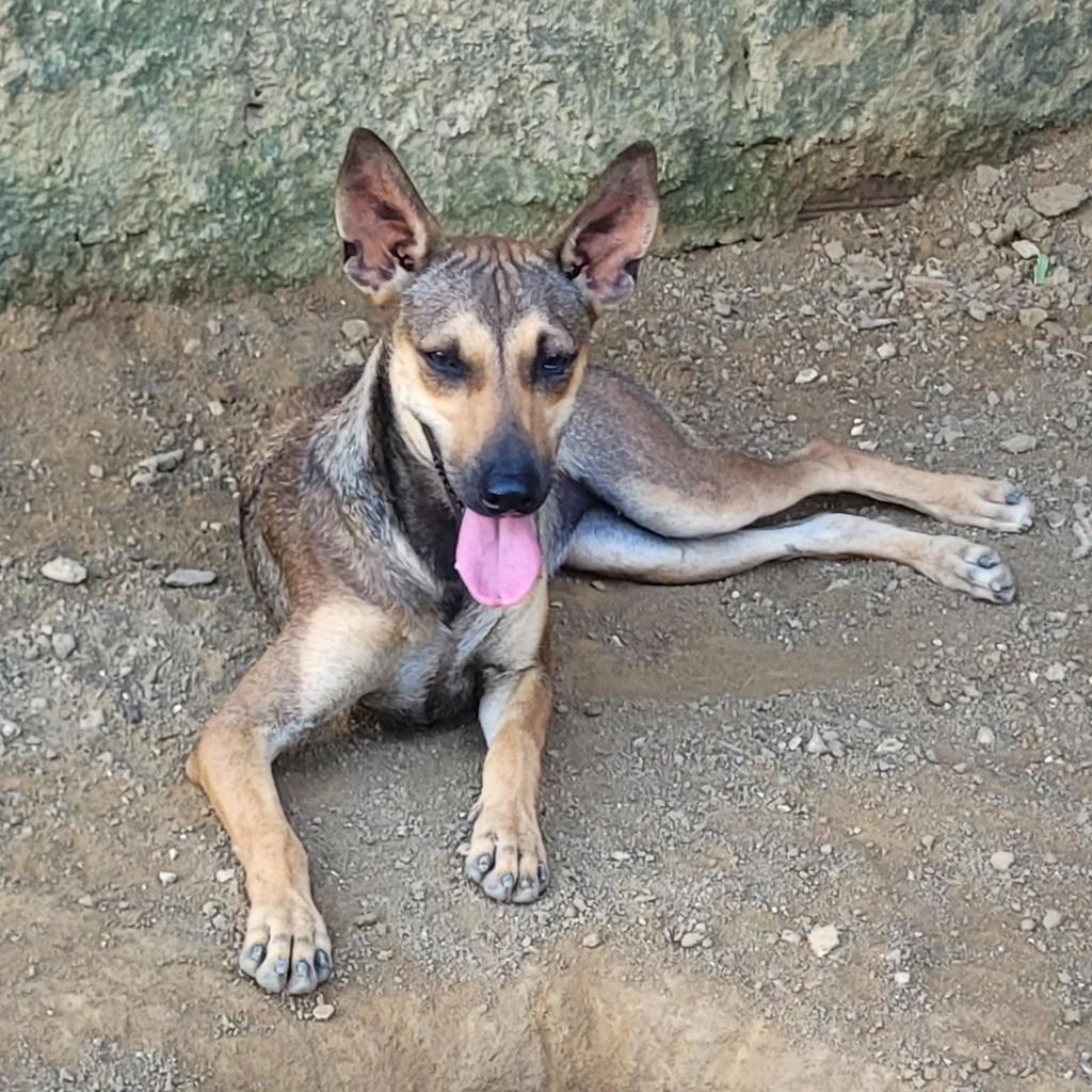 Maria, cadela de porte médio para adoção em Recife - PE
