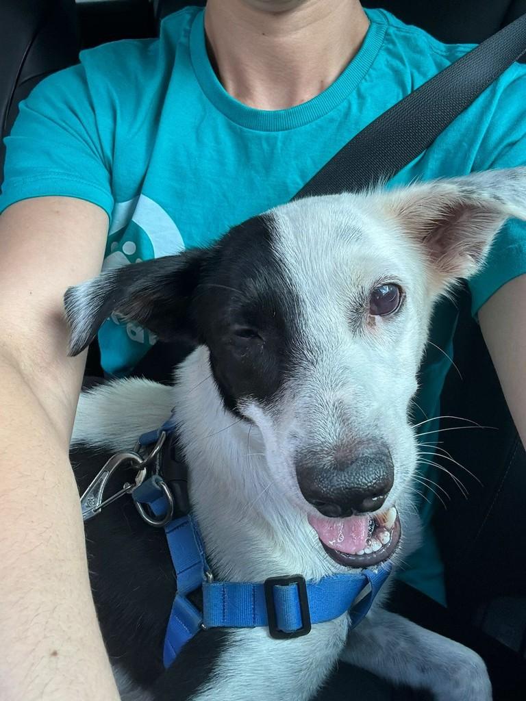 Pirata, cachorro de porte médio para adoção em Recife - PE