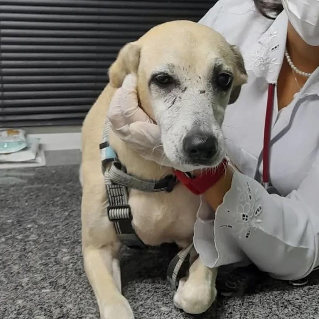 Galega, cadela de porte médio para adoção em Recife - PE