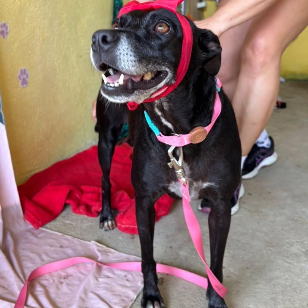Moana, cachorro de porte médio para adoção em Recife - PE
