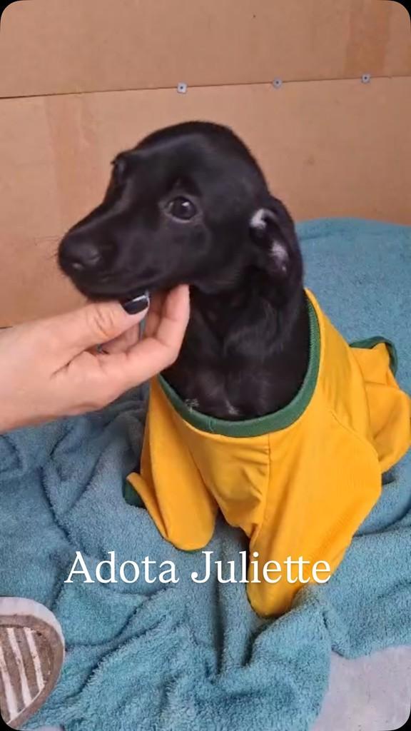 Juliette, cachorro de porte pequeno para adoção em Recife - PE
