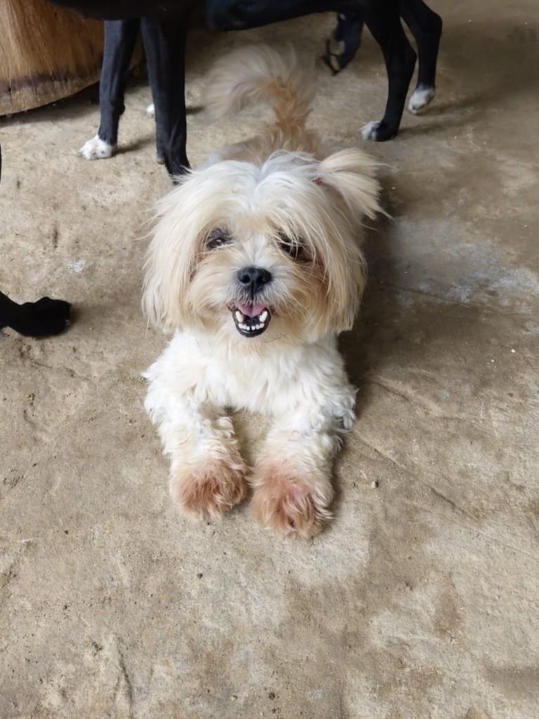 Bruna, cachorro de porte pequeno para adoção em Recife - PE